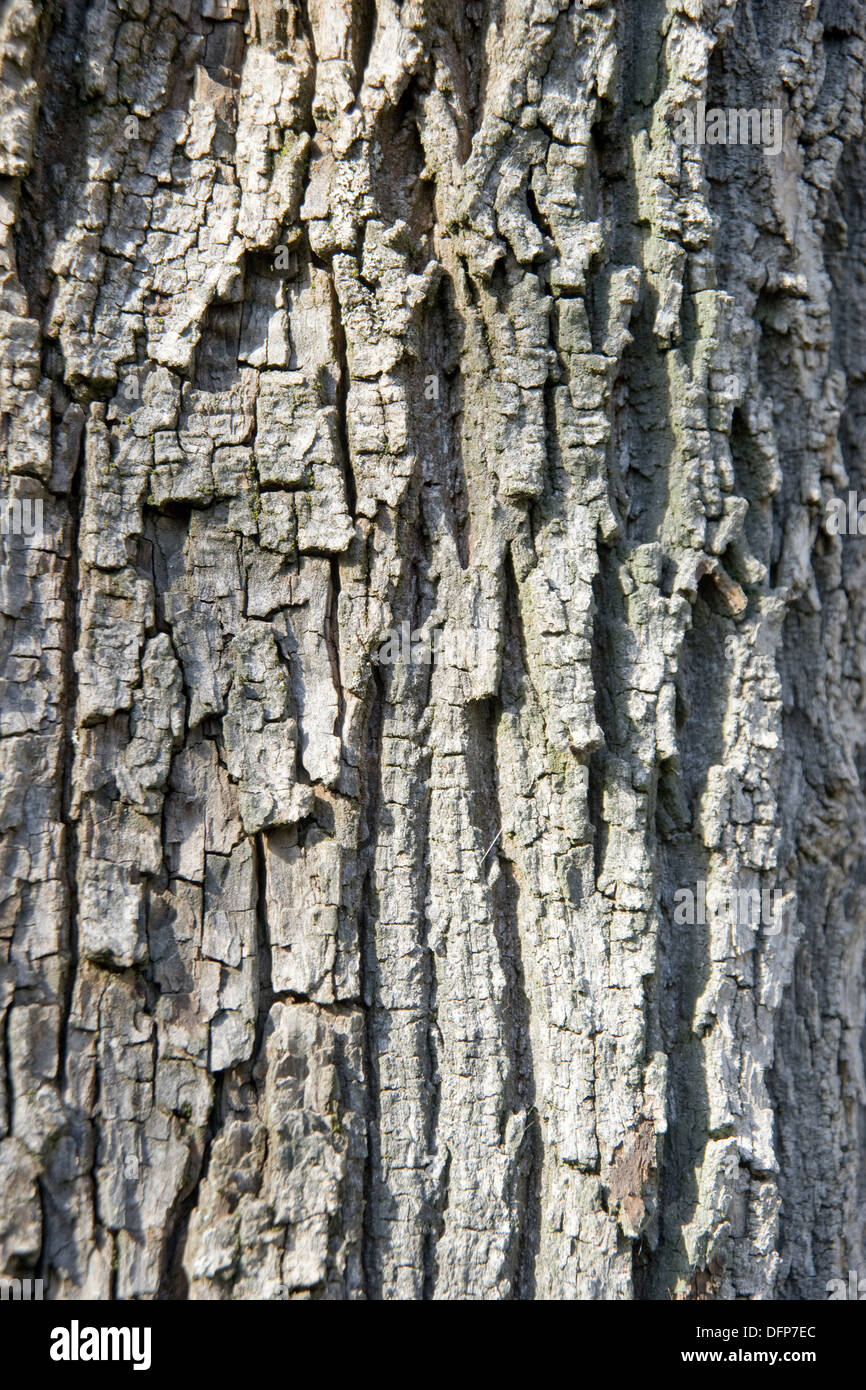 Spitzahorn, Acer platanoides Stockfoto