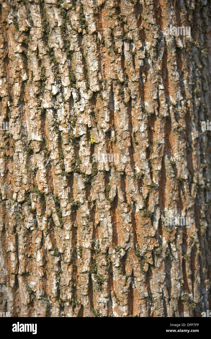 Spitzahorn, Acer platanoides Stockfoto