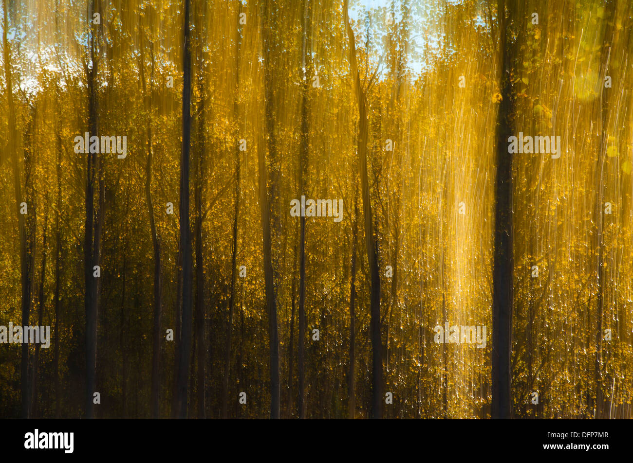 Espen im Herbst Stockfoto