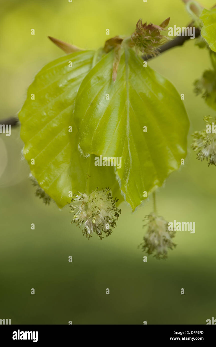 Erman Birke, Betula ermanii Stockfoto