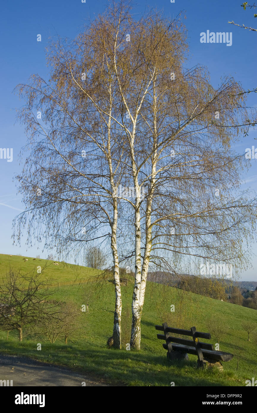 Birke, Betula Pendel Stockfoto