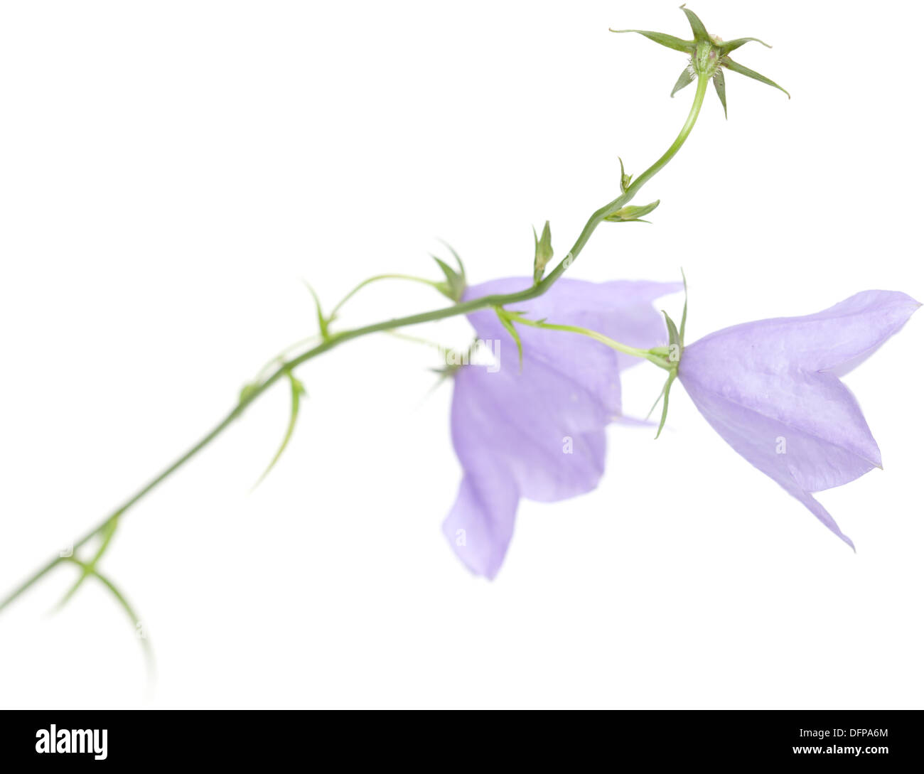 Schottische lila blume Ausgeschnittene Stockfotos und -bilder - Alamy