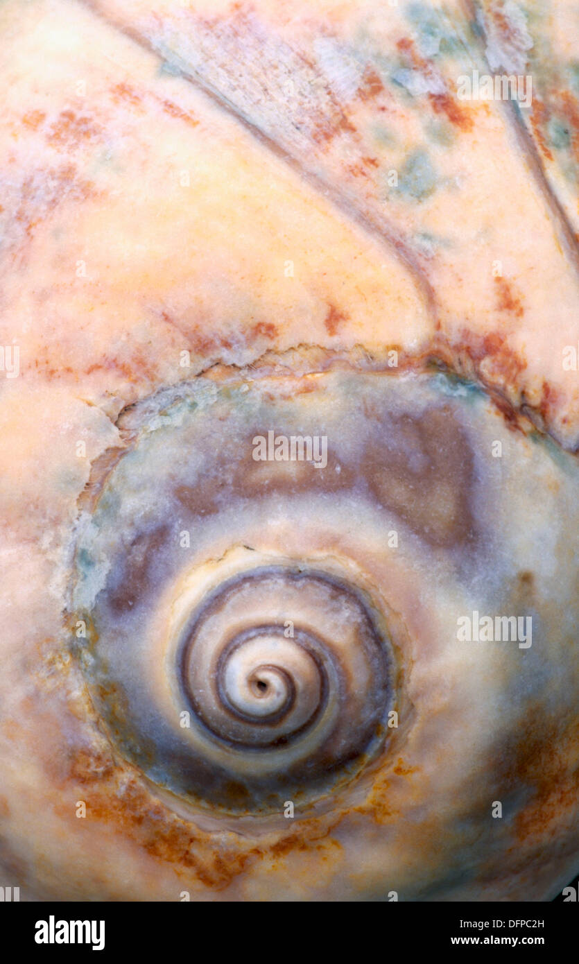 Lewis Moon Snail (Polinices Lewisii). Südliche Oregon Küste. USA Stockfoto