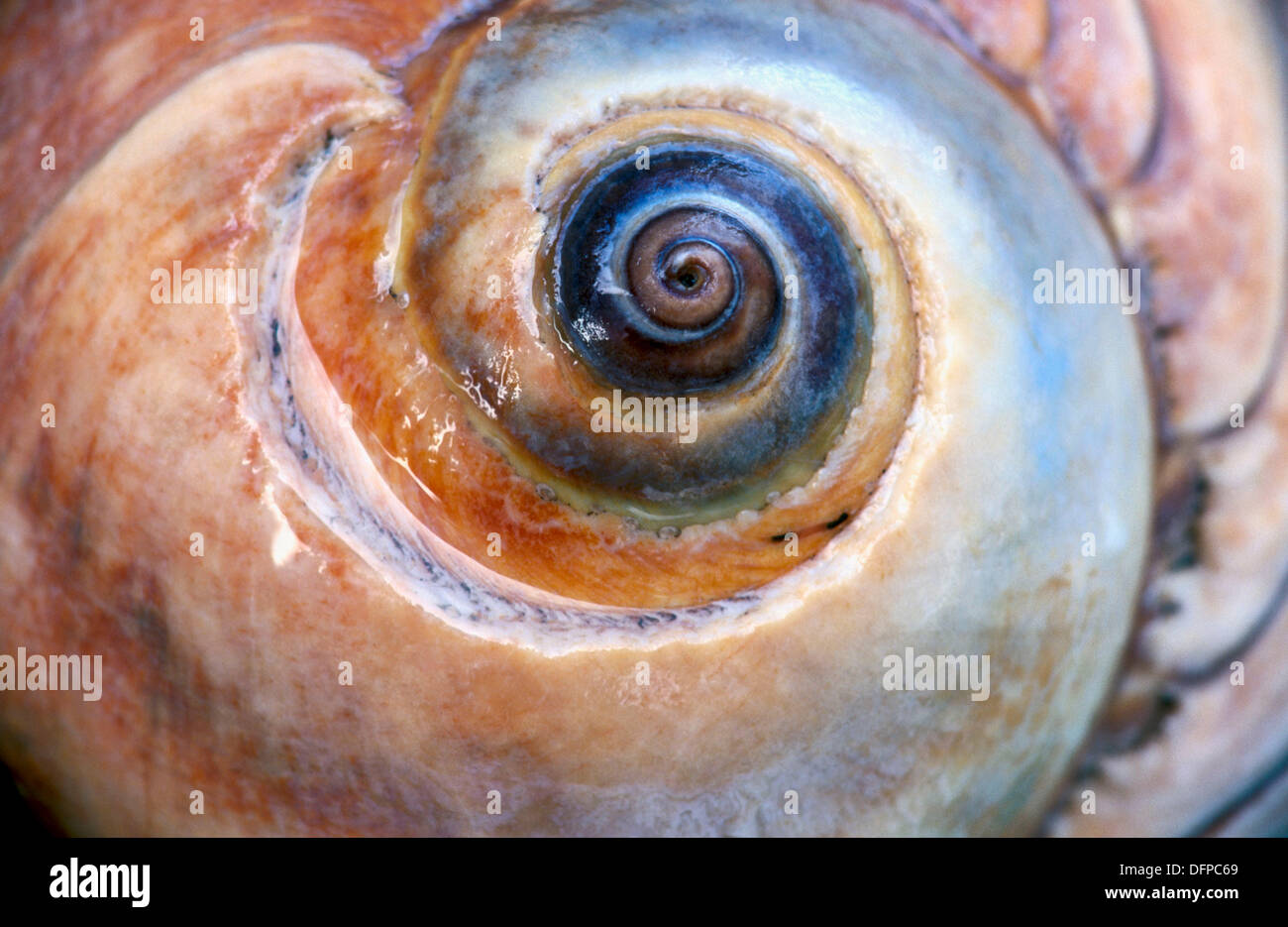Lewis Moon Snail (Polinices Lewisii). Südliche Oregon Küste. USA Stockfoto