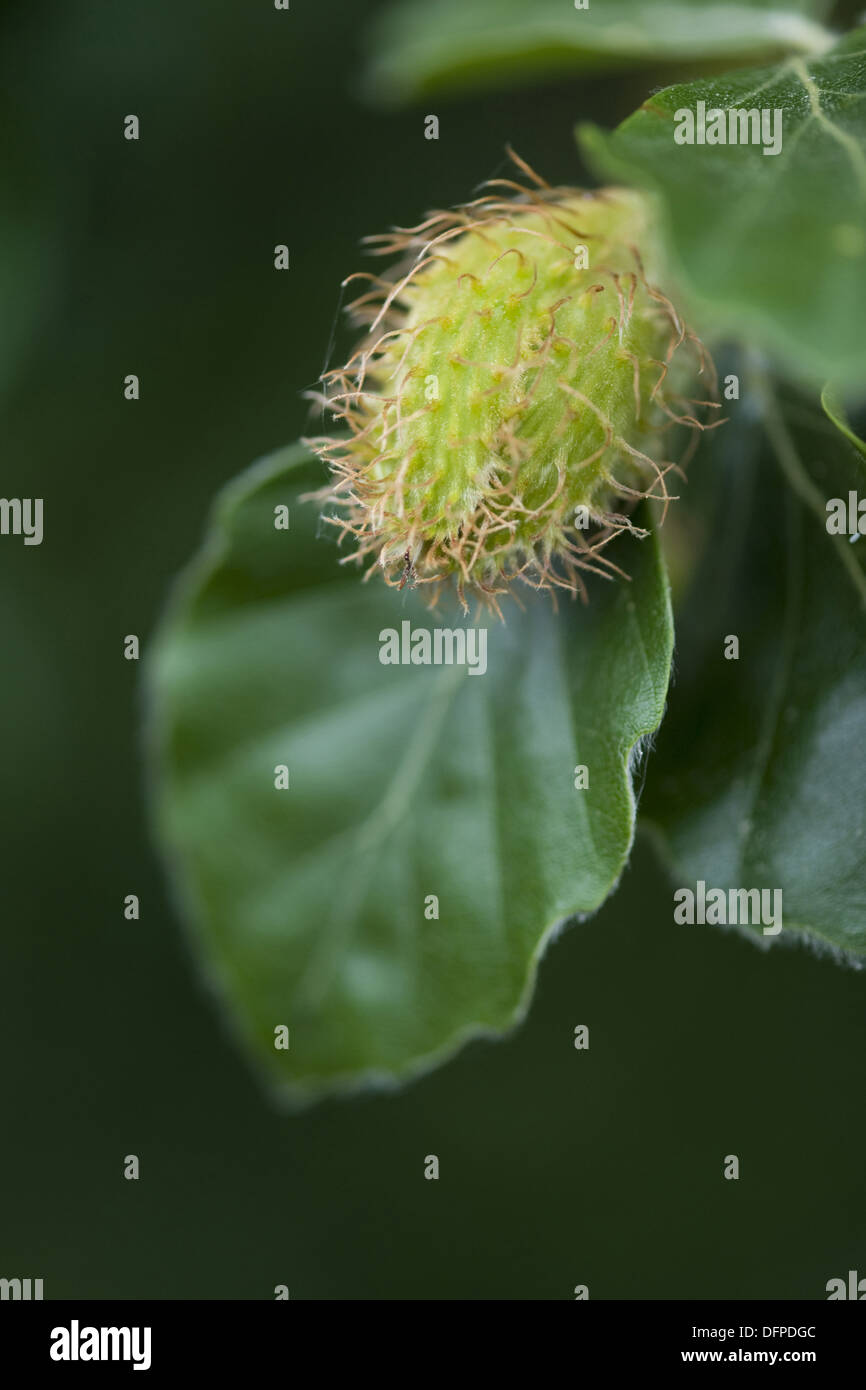 Europäische Buche, Fagus sylvatica Stockfoto