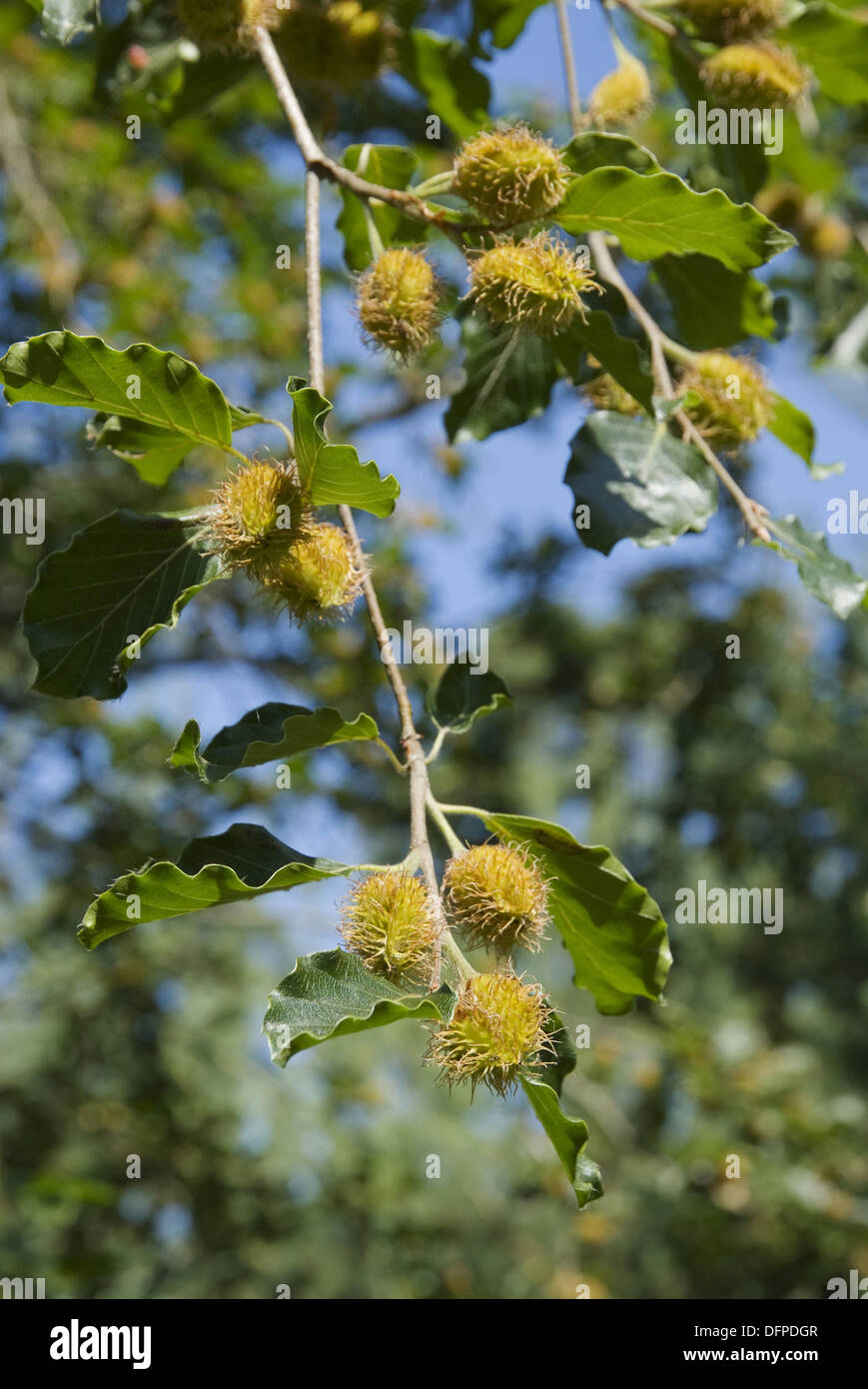 Europäische Buche, Fagus sylvatica Stockfoto