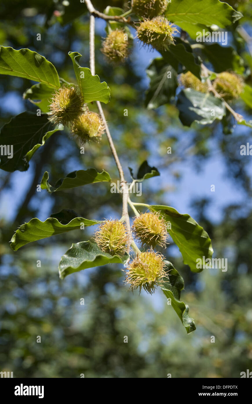 Buche fagus sylvatica -Fotos und -Bildmaterial in hoher Auflösung – Alamy