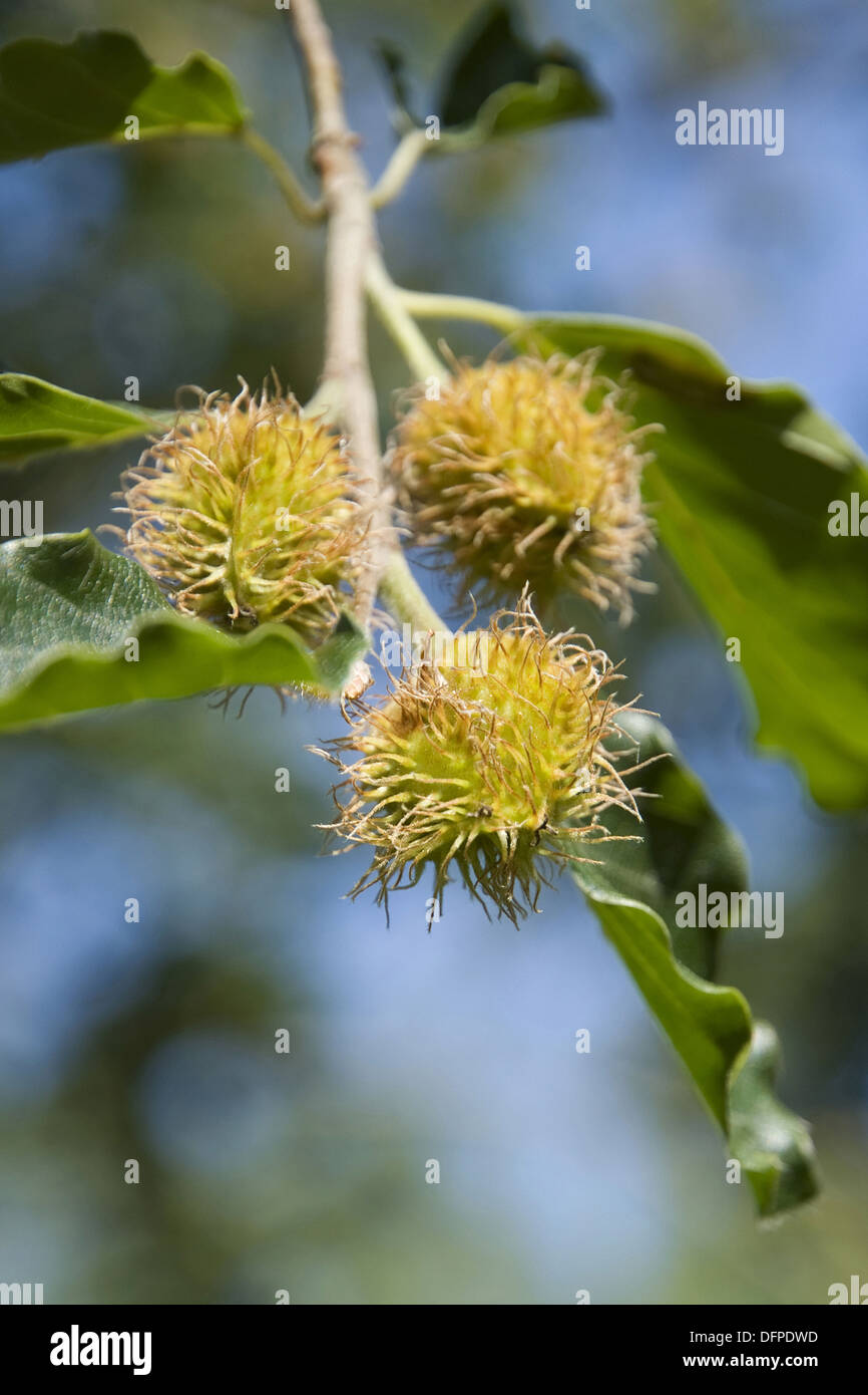 Europäische Buche, Fagus sylvatica Stockfoto