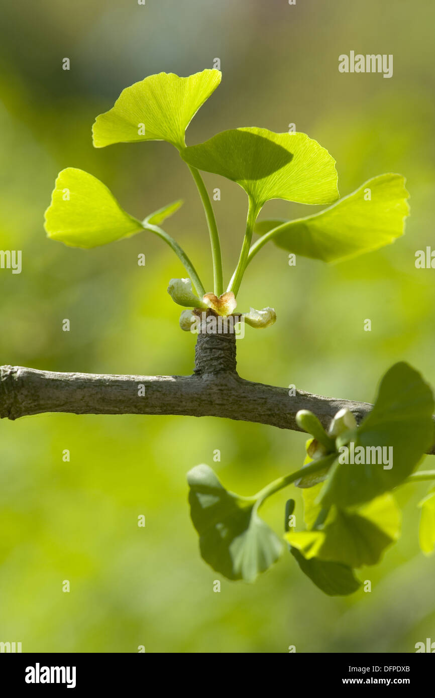 Ginkgo, Ginkgo biloba Stockfoto