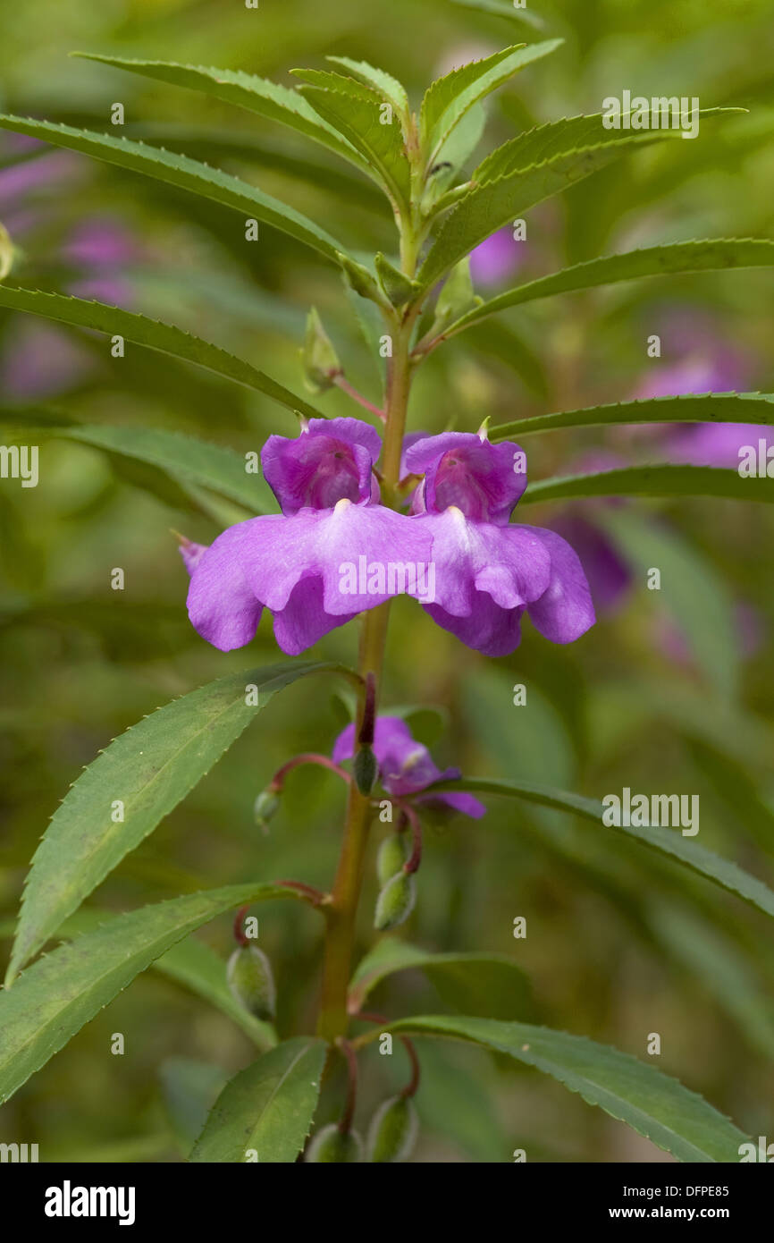Frauenschuh, Impatiens balsamina Stockfoto