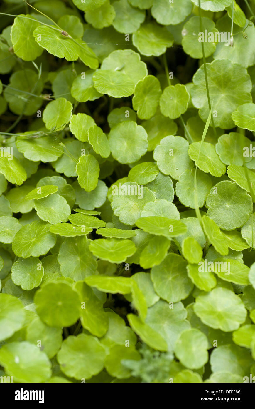 Marsh Wassernabelkraut, Hydrocotyle vulgaris Stockfoto