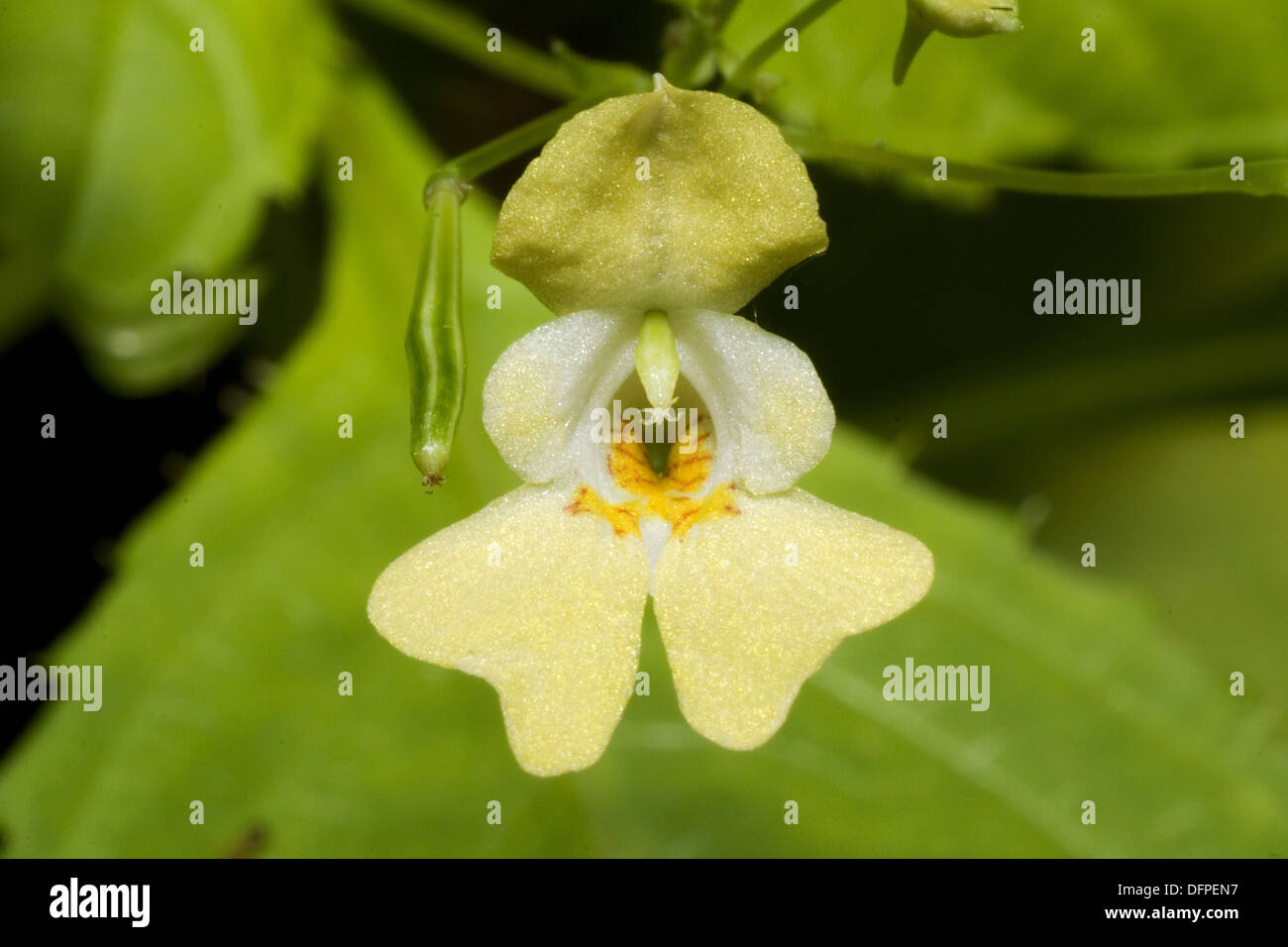 kleine gelbe Springkraut, Impatiens parviflora Stockfoto