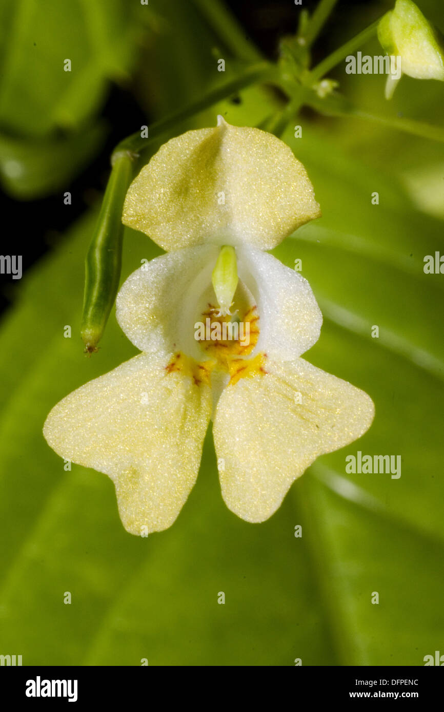 kleines Springkraut, Impatiens parviflora Stockfoto