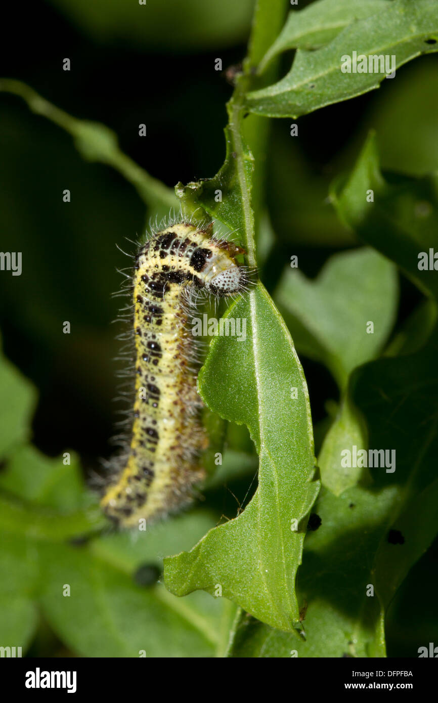 Larve/Raupe des Large White - Pieris Brassicae, Garten Schädling, England, UK Stockfoto