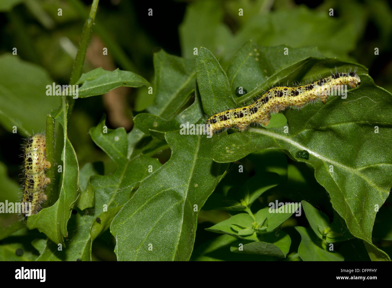 Larve/Raupe des Large White - Pieris Brassicae, Garten Schädling, England, UK Stockfoto