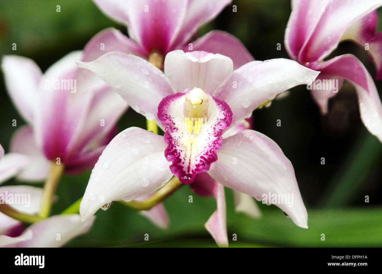 Orchideen Cymbidium Sp An Der Callaway Gardens Georgien Usa