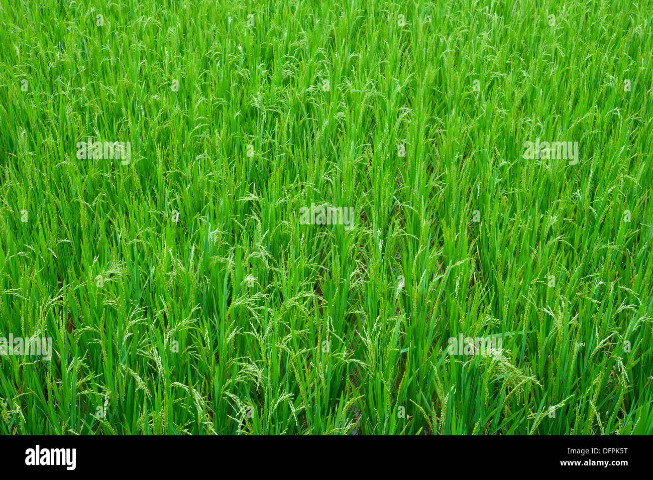 Grünen Rasen von Reis Feld, Vietnam, Südostasien Stockfoto