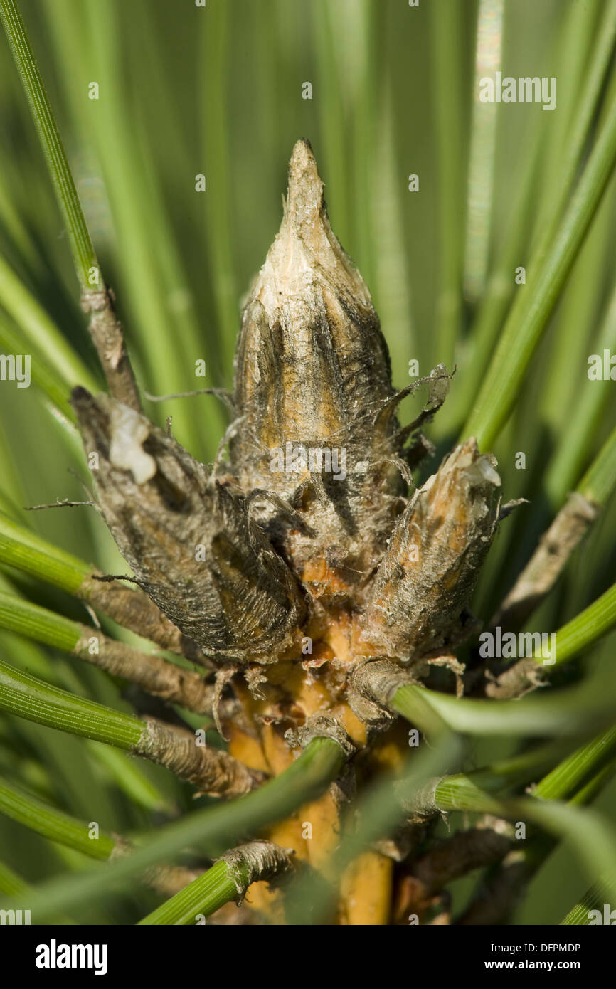 Europäische Schwarzkiefer, Pinus nigra Stockfoto