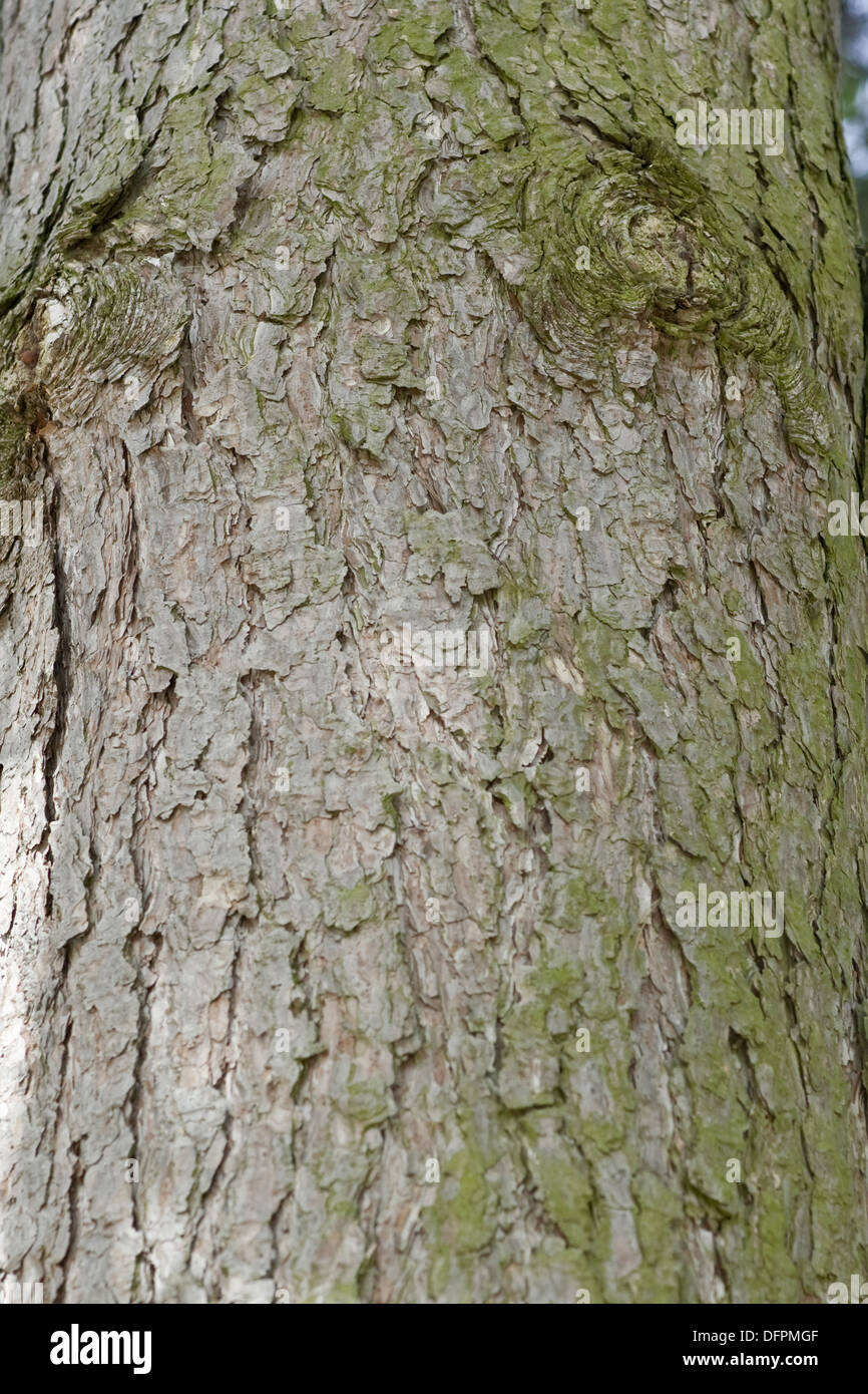 Europäische Schwarzkiefer, Pinus nigra Stockfoto