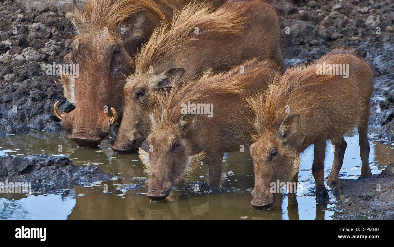 Gemeinsamen Warzenschwein trinken, Kruger Park, Südafrika Stockfoto