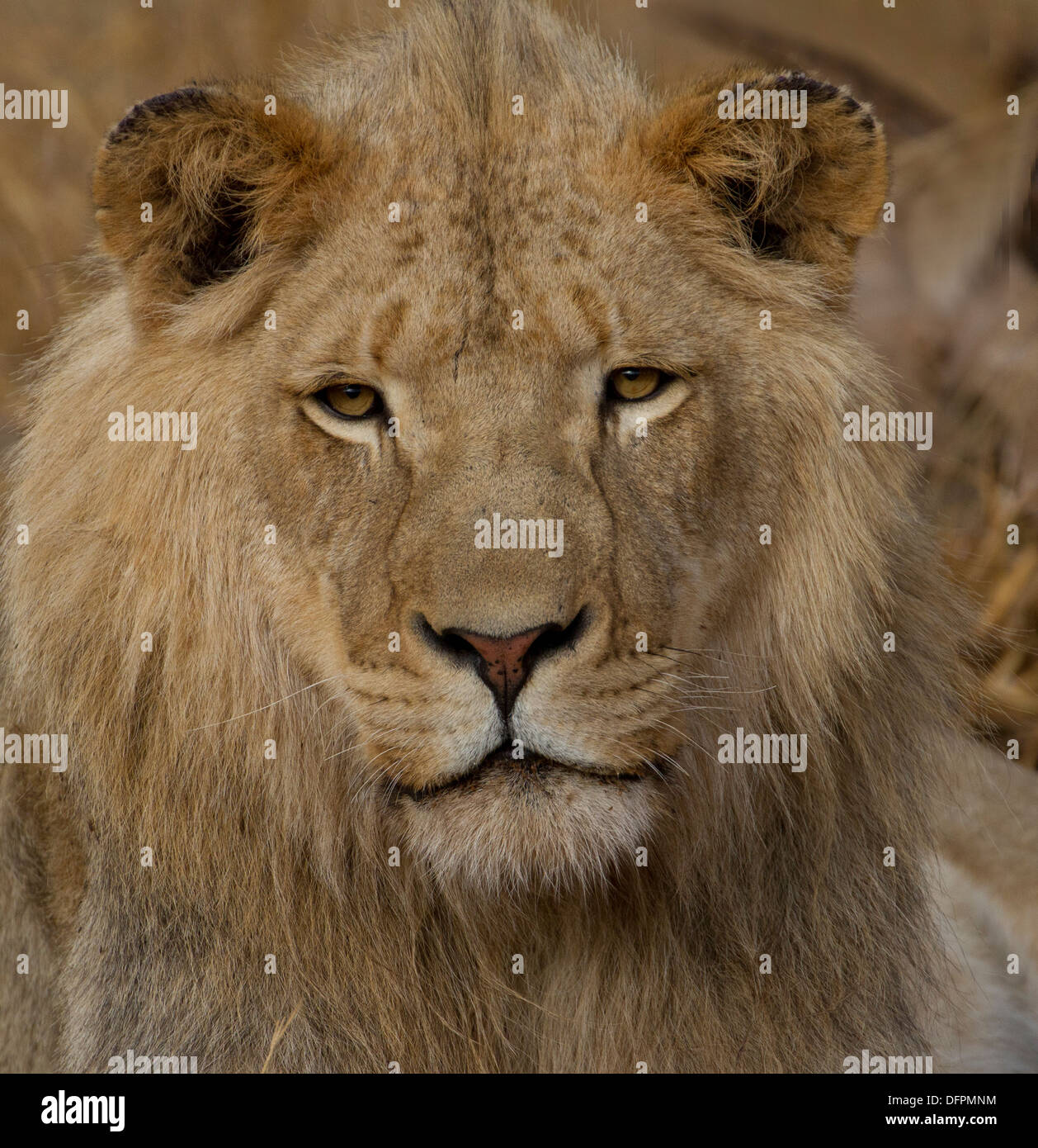 Nahaufnahme eines Löwen, Kruger Park, Südafrika Stockfoto