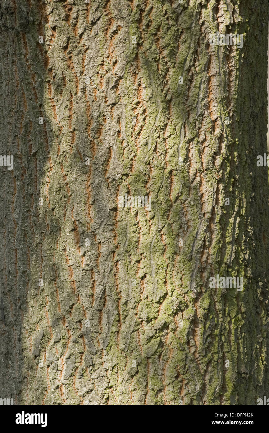 Türkei-Eiche, Quercus cerris Stockfoto
