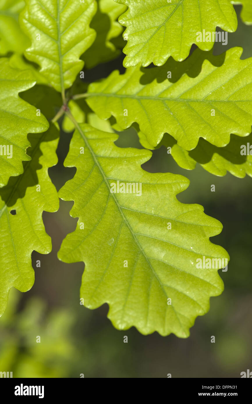 Traubeneiche, Quercus petraea Stockfoto