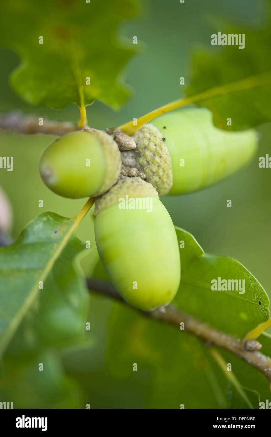 Traubeneiche, Quercus petraea Stockfoto