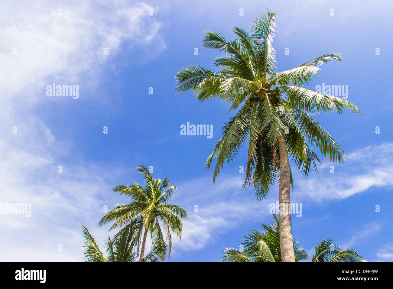 Kokosnuss Baum und blauer Himmel Stockfoto