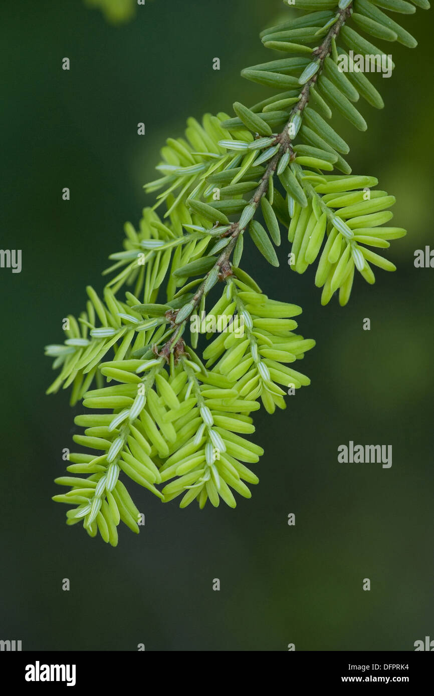 kanadische Hemlocktanne, Tsuga canadensis Stockfoto