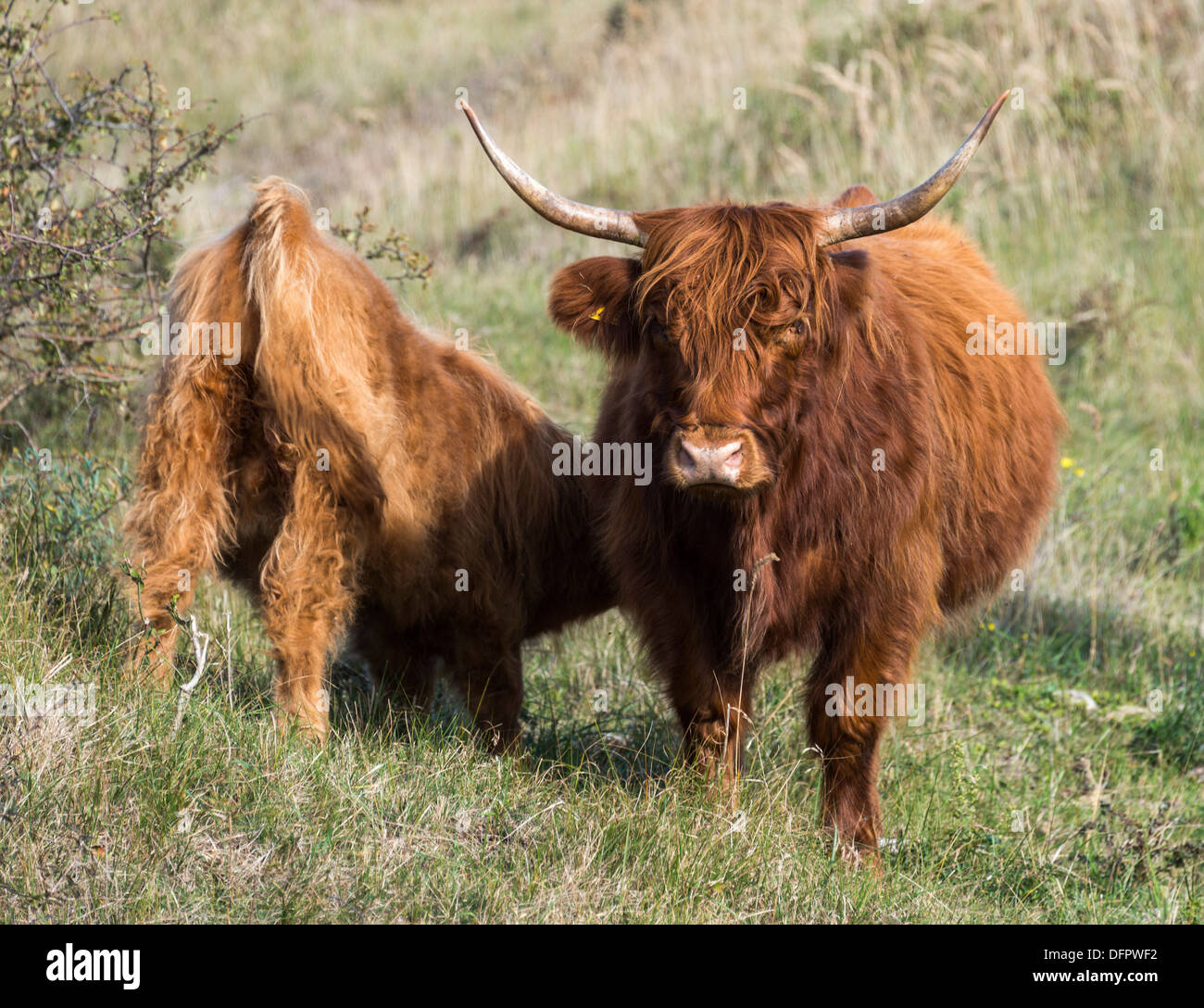 Mutter von Galloway und Jungtier Trinkmilch in der niederländischen Natur Stockfoto