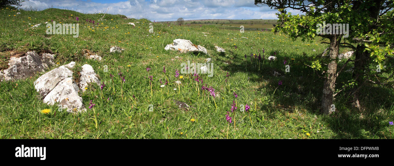 Sommer, Orchideen und Blumen Wiese auf den Kalksteinfelsen der Cheddar Gorge, Mendip Hügel, Somerset County, England, UK Stockfoto