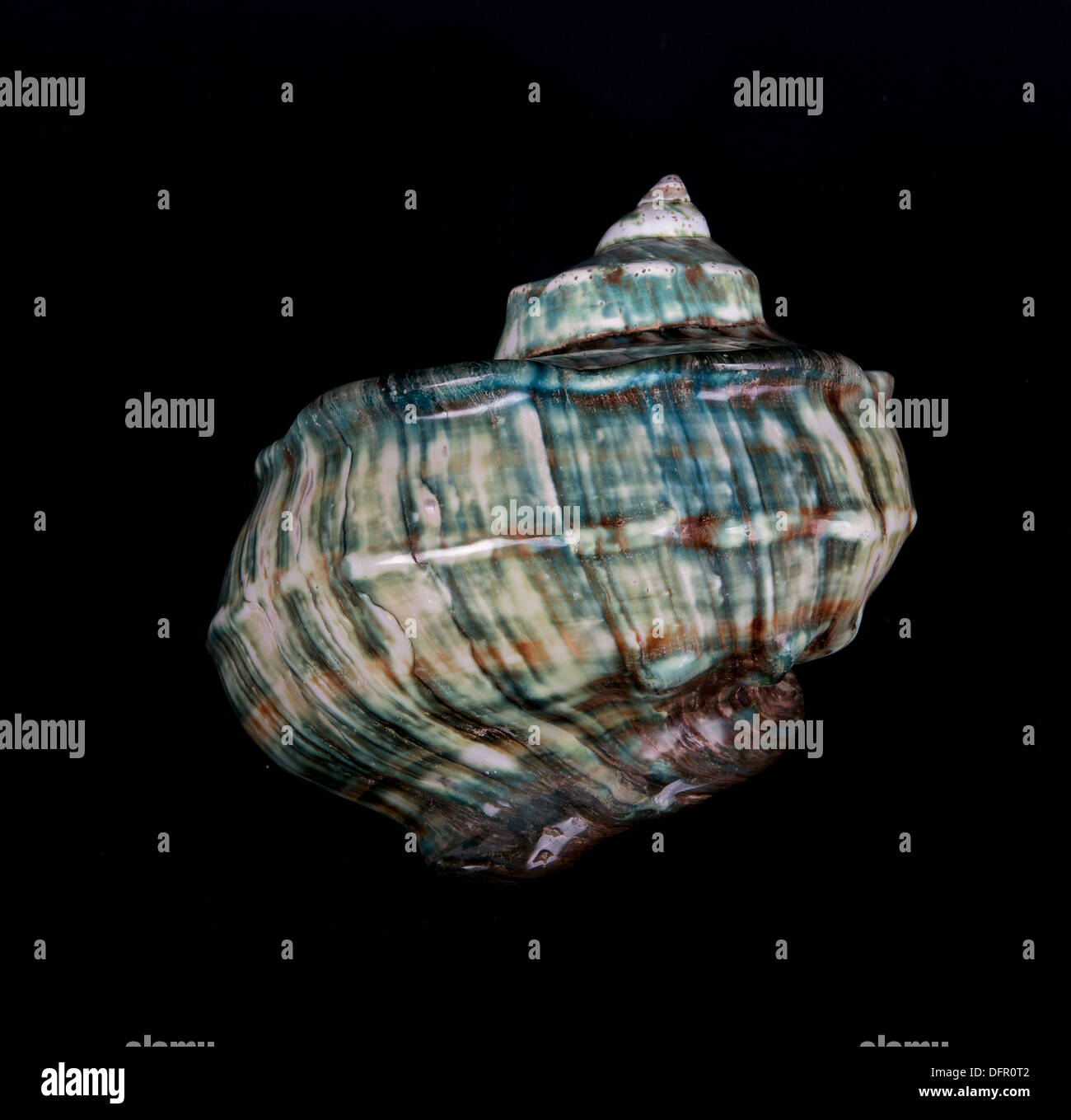 Blaue Muschel auf dunklem Hintergrund, Ocean marine Muschel Nahaufnahme isoliert in dunklem Hintergrund, marine Muschel Deko-Objekt Stockfoto