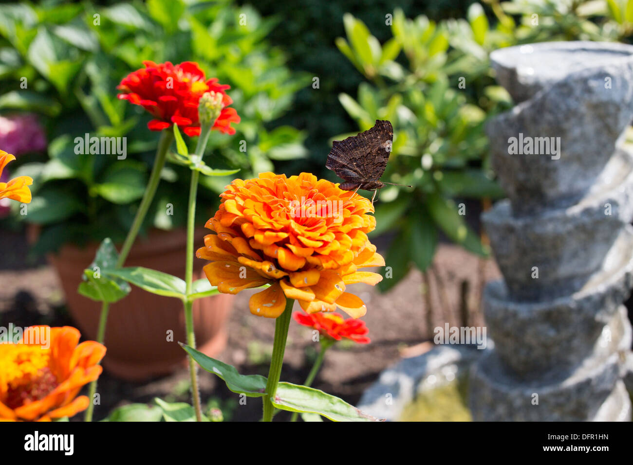 Schmetterling, Jagd auf Blumen im Garten. Stockfoto