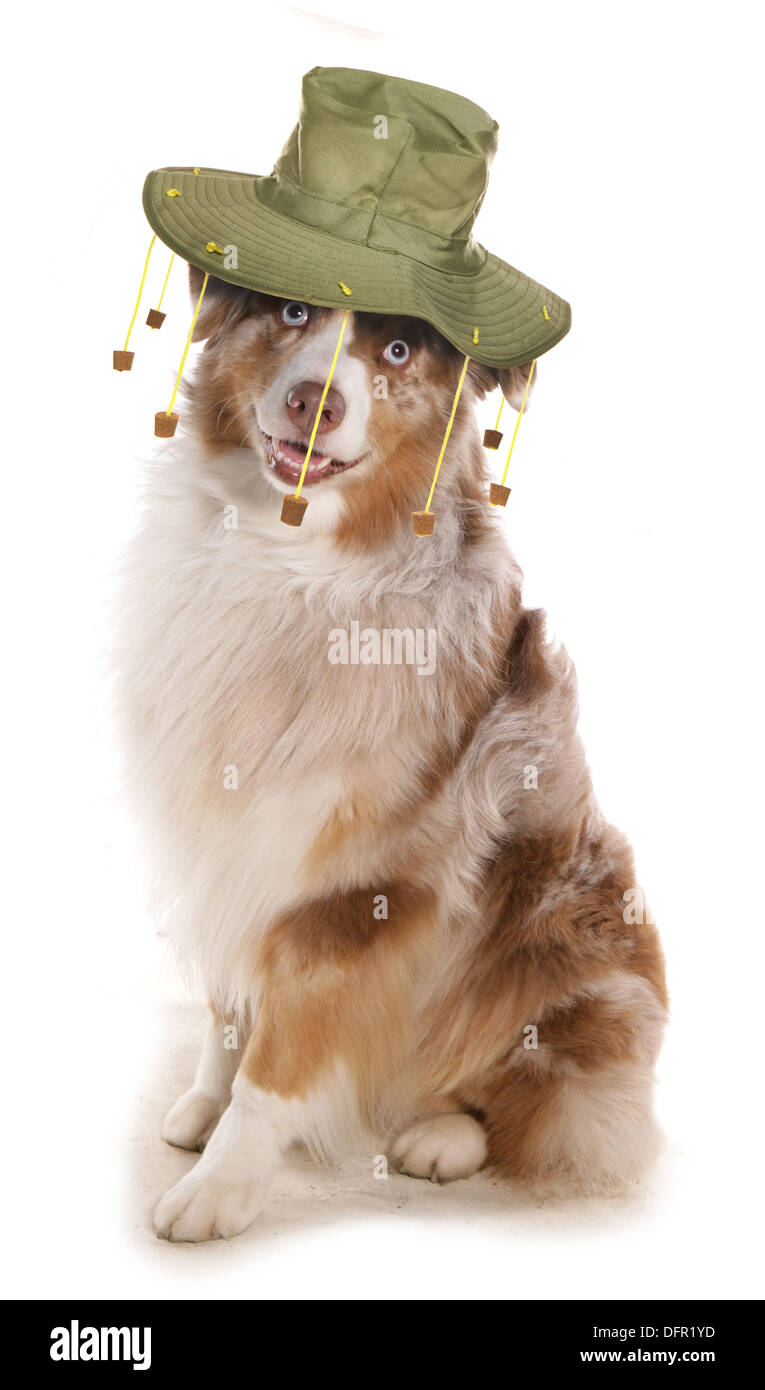 Hund mit australischen Kork Hut Stockfoto