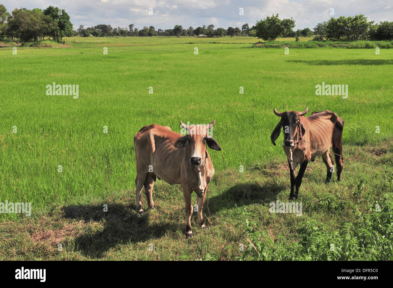 Reis-Anbau in Thailand - zwei dünne Hausrind roaming in einem Jasminreis Feld in Nordost-Thailand Stockfoto