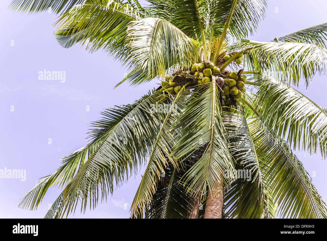 Kokosnuss Baum und blauer Himmel Stockfoto