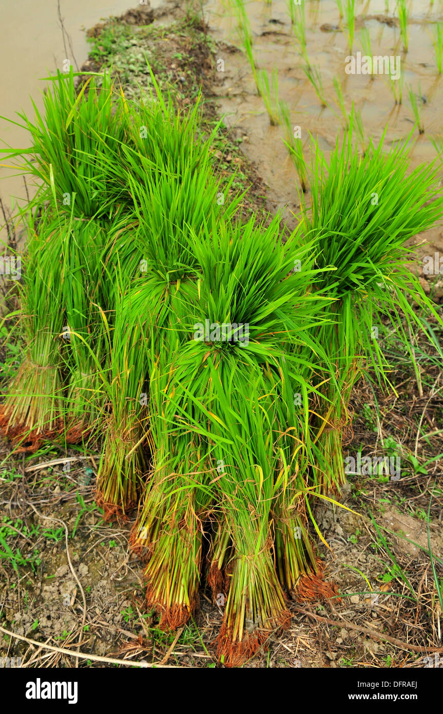 Reisanbau in Thailand - Bundles der junge Reispflanzen in das Reisfeld Stockfoto