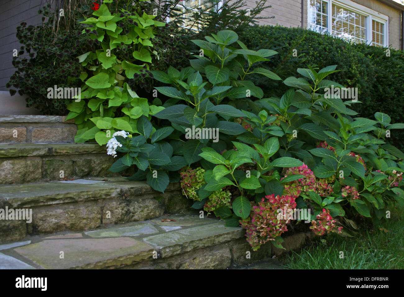 Landschaft-Anpflanzungen vor Haus mit Steinstufen Stockfoto