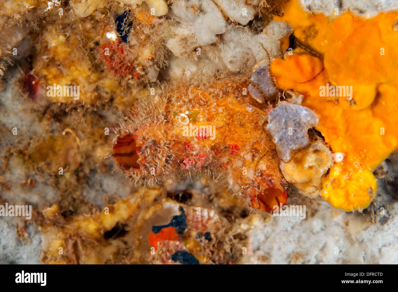 Ascidian, Microcosmus SP. Sarıgerme Fethiye Türkei Stockfoto