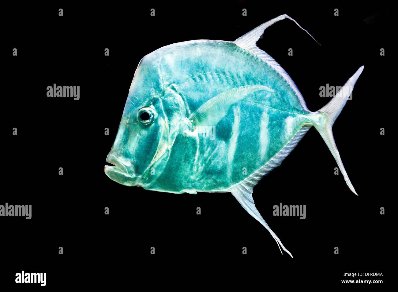 Fisch auf schwarzem Hintergrund Silber Moonfish, Lookdowns-Selene vomer Stockfoto