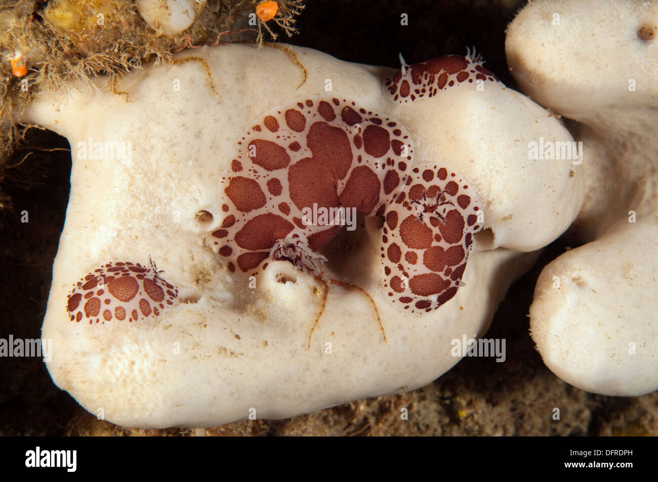 Gefleckte Doris, Discodoris Atromaculata, Sarıgerme Fethiye Türkei Stockfoto