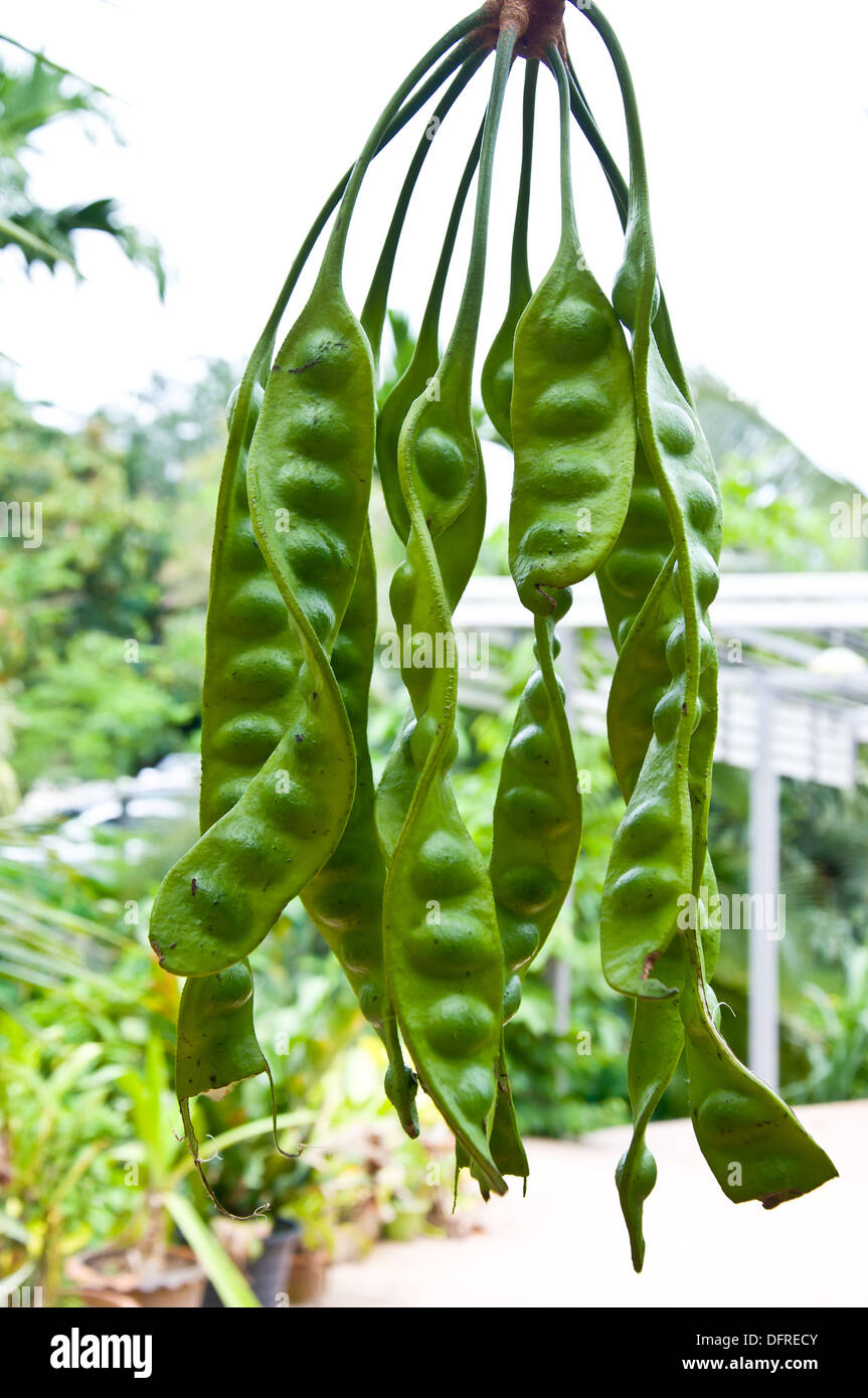 stinken Sie Bean auf Baum für Rohkost Stockfoto