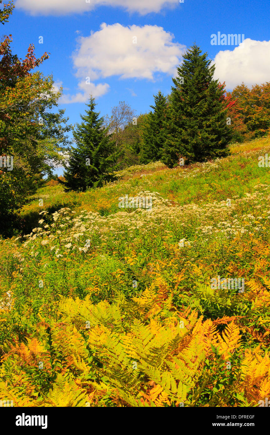 Amsel Knauf, Blackbird Trail, Dolly Grassoden Wildnis, Hopeville, West Virginia, USA Stockfoto