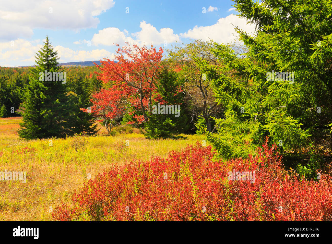 Amsel Knauf, Blackbird Trail, Dolly Grassoden Wildnis, Hopeville, West Virginia, USA Stockfoto