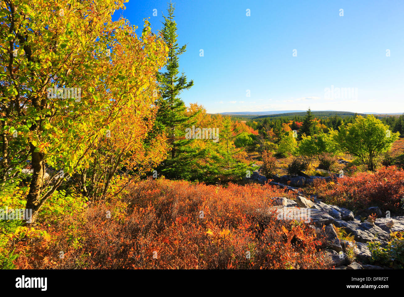 Blackbird Trail, Dolly Grassoden Wildnis, Hopeville, West Virginia, USA Stockfoto