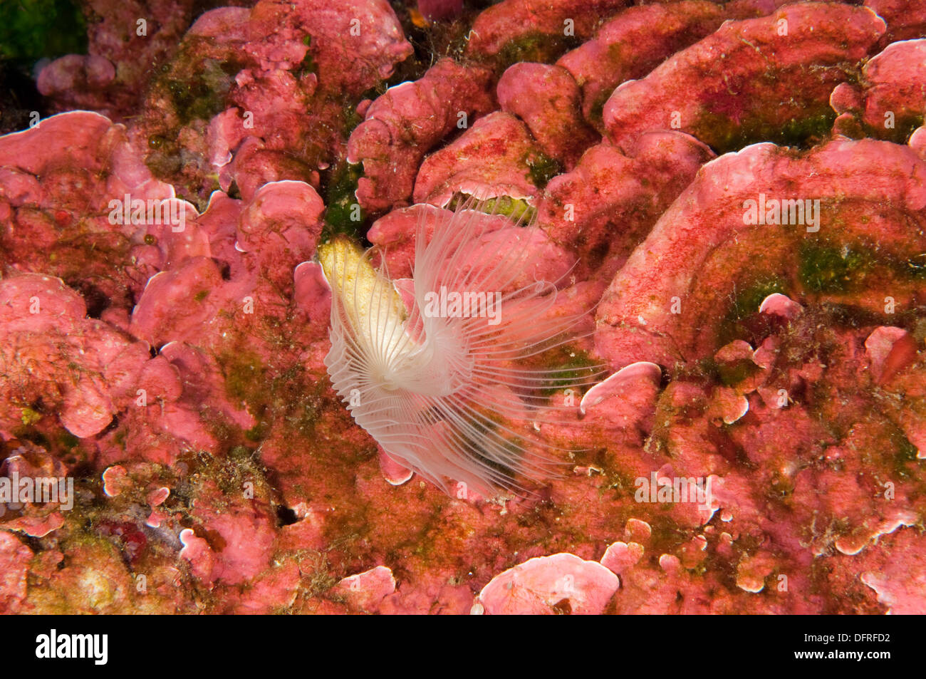 Weiße getuftet Wurm, Protula Tubularia, Sarıgerme Fethiye Türkei Stockfoto