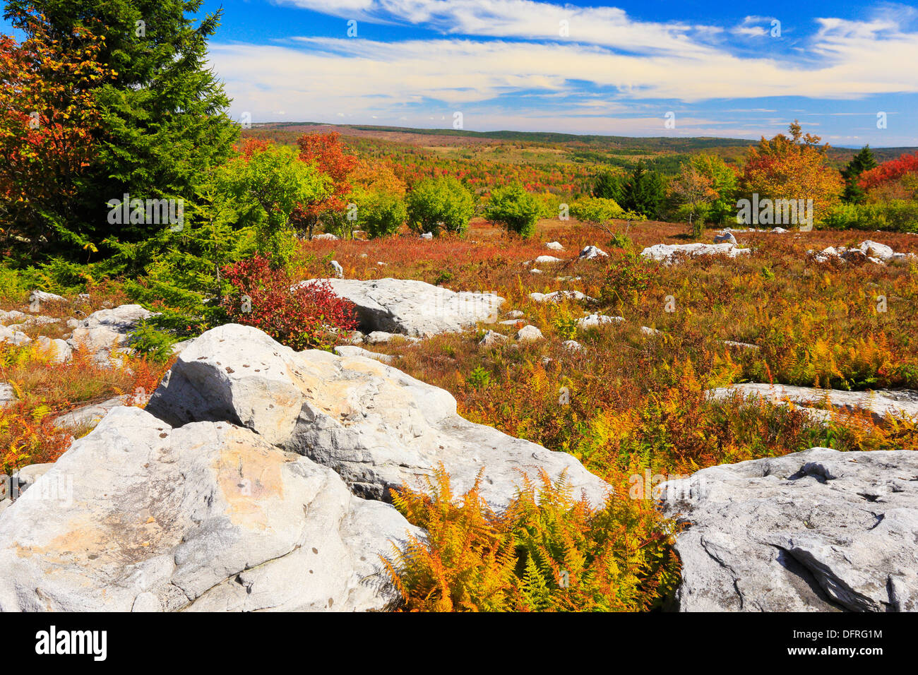 Harman-Knauf, Rocky Ridge Trail, Dolly Grassoden Wildnis, Hopeville, West Virginia, USA Stockfoto