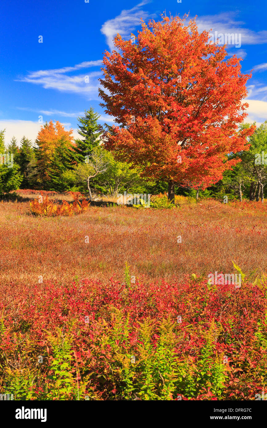 Rocky Ridge Trail, Dolly Grassoden Wildnis, Hopeville, West Virginia, USA Stockfoto