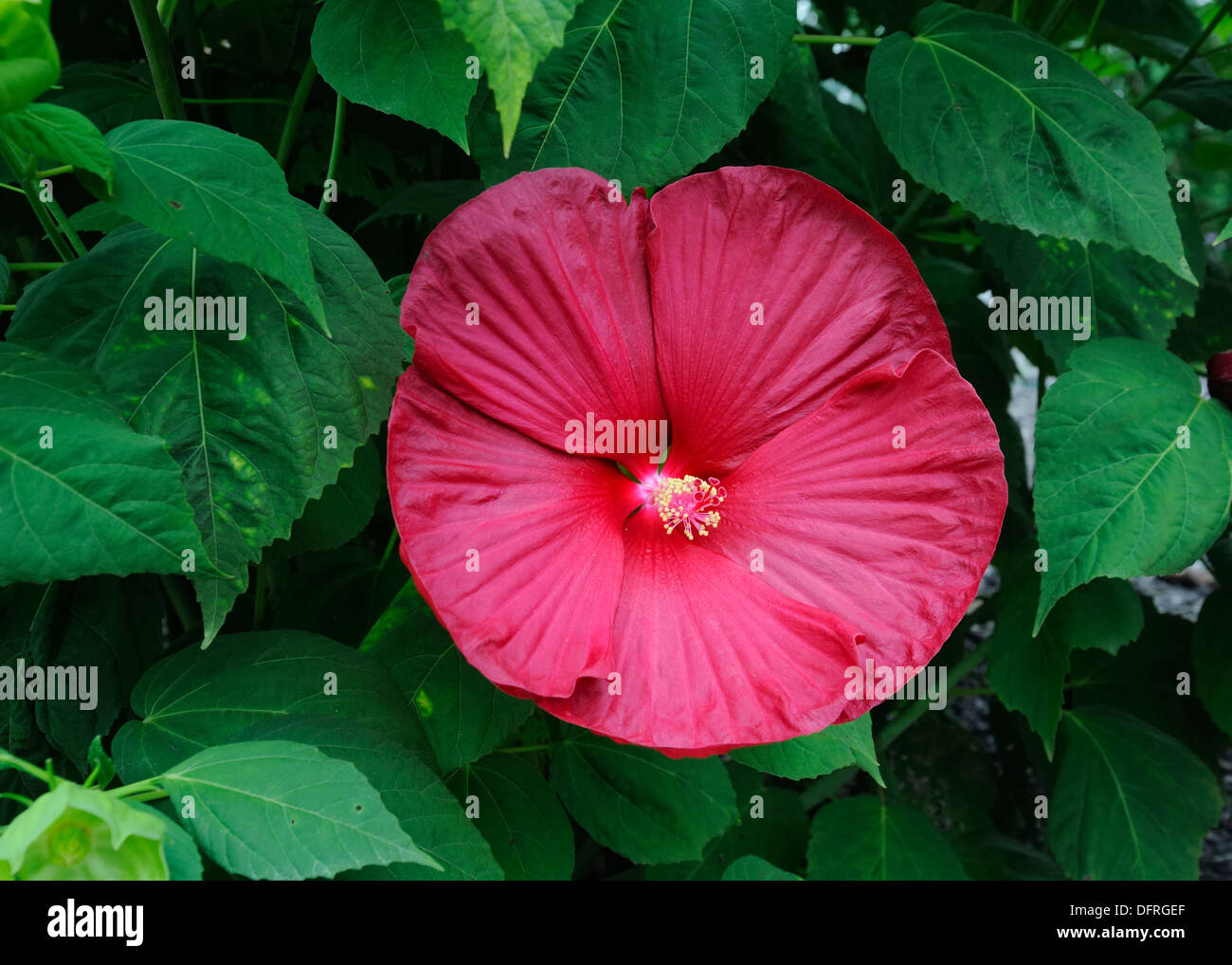 Speiseteller Hibiskus Pflanze. Stockfoto